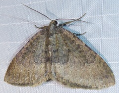 Monostoecha semipectinata