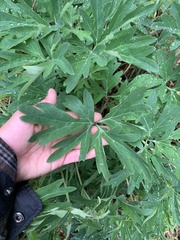 Paeoniaceae