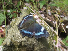 Kaniska canace nojaponicum