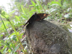 Kaniska canace nojaponicum