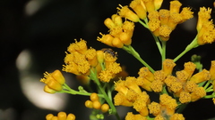 Neurolaena macrocephala