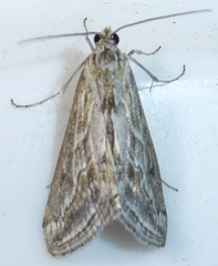 Evergestis vinctalis