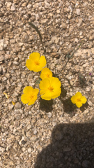 Eschscholzia androuxii