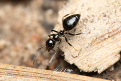 Technomyrmex sophiae