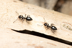 Technomyrmex sophiae