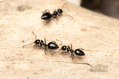 Technomyrmex sophiae