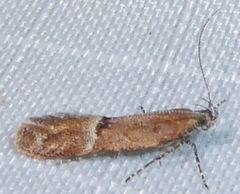 Eudactylota iobapta