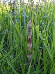 Equisetum telmateia