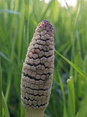 Equisetum telmateia