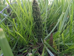 Equisetum telmateia