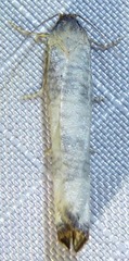 Epiblema rudei