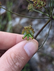 Lomatium dissectum dissectum