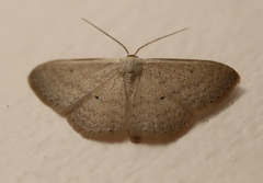 Scopula prosoeca