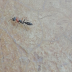 Pseudomyrmex gracilis