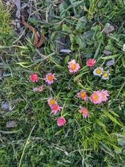 Bellis perennis