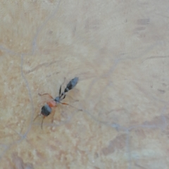 Pseudomyrmex gracilis