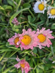 Bellis perennis