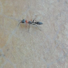 Pseudomyrmex gracilis
