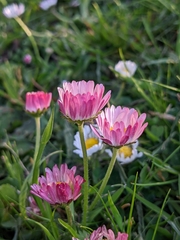 Bellis perennis
