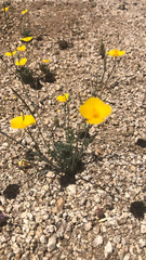 Eschscholzia androuxii