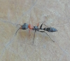 Pseudomyrmex gracilis