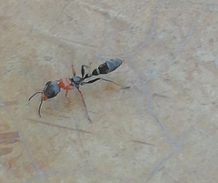 Pseudomyrmex gracilis