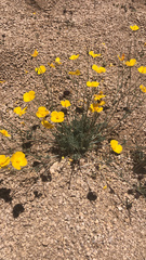 Eschscholzia androuxii