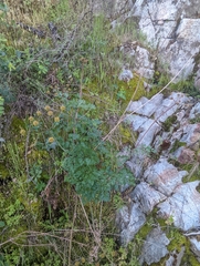 Lomatium dissectum dissectum