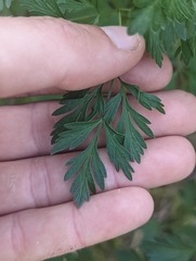 Lomatium dissectum dissectum