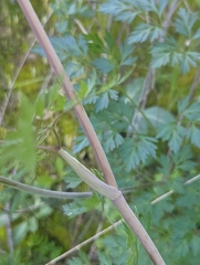 Lomatium dissectum dissectum