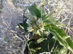 Asclepias nyctaginifolia
