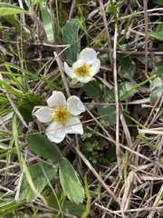 Fragaria virginiana glauca