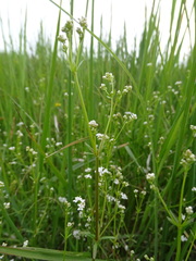 Galium elongatum