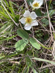 Fragaria virginiana glauca