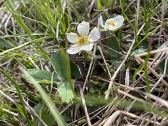 Fragaria virginiana glauca