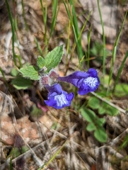 Scutellaria tuberosa