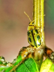 Philopona mouhoti