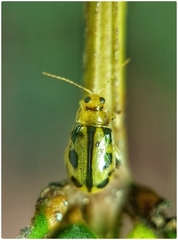 Philopona mouhoti