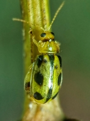 Philopona mouhoti