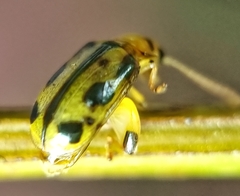Philopona mouhoti