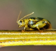Philopona mouhoti