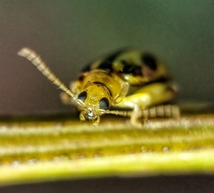 Philopona mouhoti