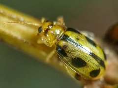 Philopona mouhoti