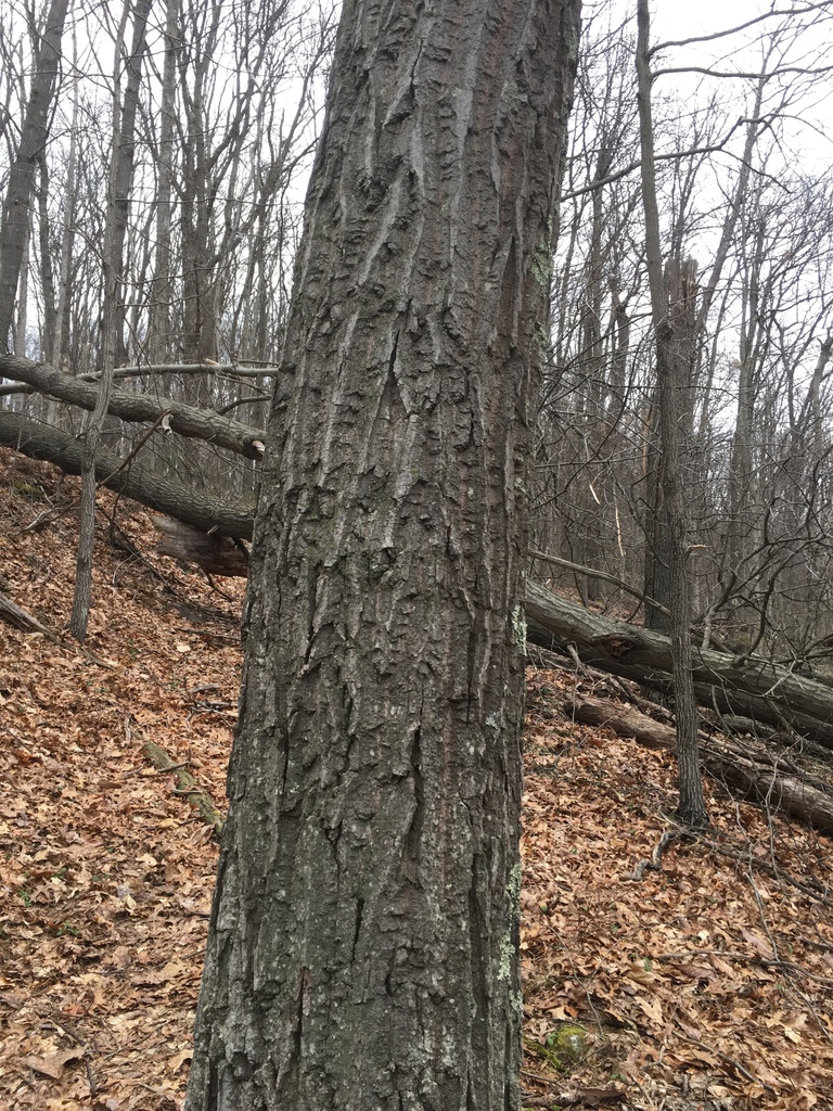 red oaks from Monongalia County, US-WV, US on April 05, 2022 at 02:49 ...