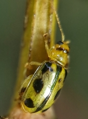 Philopona mouhoti