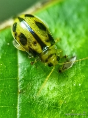 Philopona mouhoti