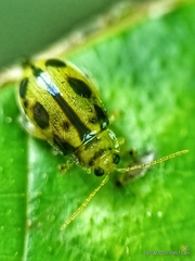 Philopona mouhoti