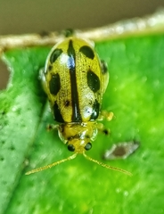 Philopona mouhoti