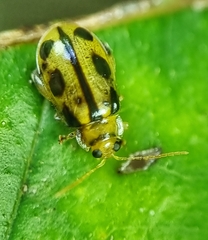 Philopona mouhoti