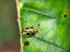 Philopona mouhoti